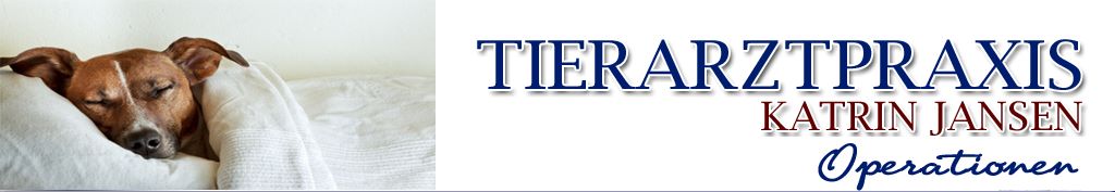 Tierarzt Katrin Jansen Operationen